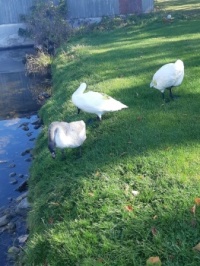 morning visitors