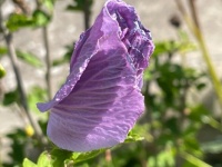 Hibiscus