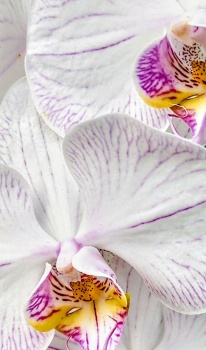 Phalenopsis Orchid
