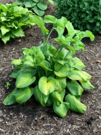 More fun with hosta flowers