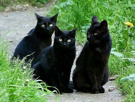 Three Pretty Black Cats!
