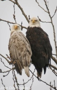 rare blonde female eagle with her mate 2020