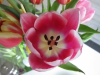 Close up of new Tulip