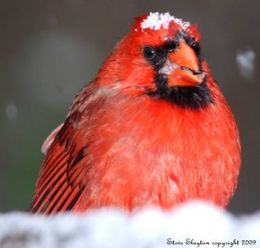 Cardinal 2
