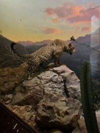 Diorama at the Museum of Natural History in NYC