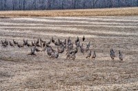 Wild Turkeys in Wisconsin