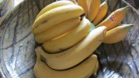 Bananas and more bananas.