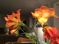 A small bunch of Freesias