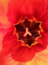 inside the tulip