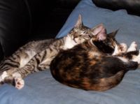 Sleepyheads