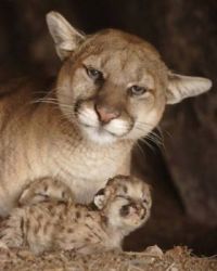 Mamma Cougar & Babies