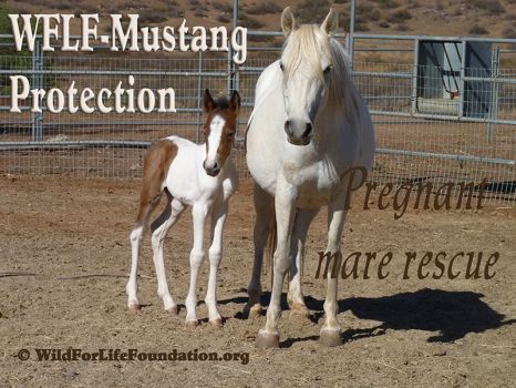WFLF Mustang Rescue.Saving America's Horses