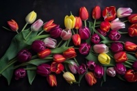 Beautiful Tulips
