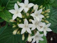 Pentas white
