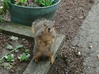 Holly the Squirrel