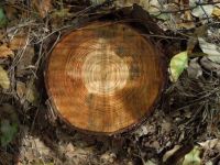 Pine Tree Lost to Bark Beetles