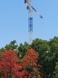 crane and trees