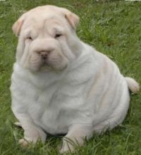 oops a little over weight
