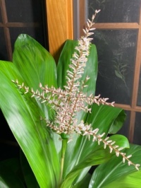 Blooming Hawaiian Ti plant.