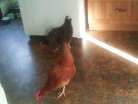 Free Ranging House Chickens