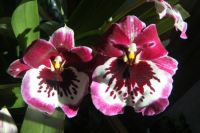 My newest orchid