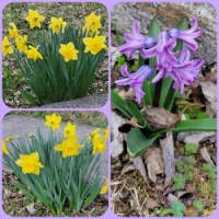 Last year's flowers