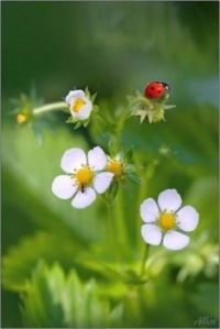 Ladybug, Ladybug Fly Away Home