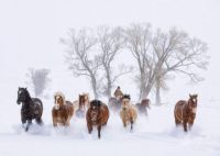 Horses in winter
