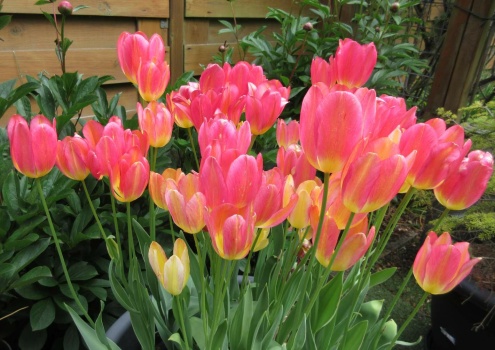 "Changing Colour" Tulips.