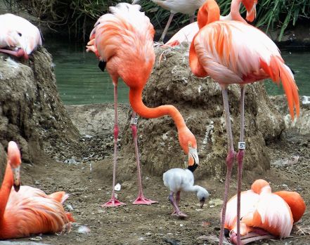 San Diego Zoo - Flamingos and Chick