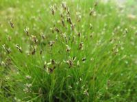 Eleocharis acicularis – a small wetland plant