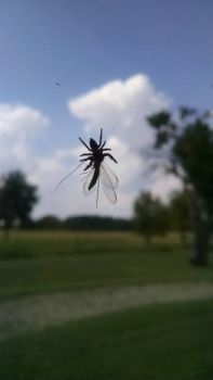 A Texas bug celebrates the weather, 25th of Sept...