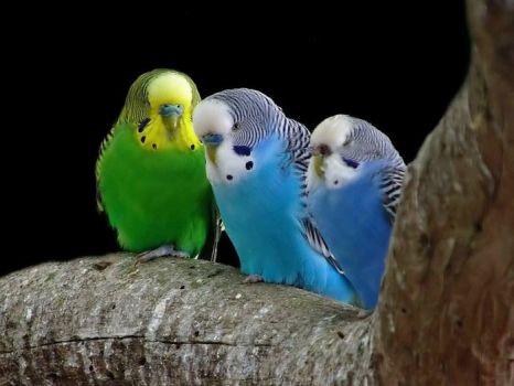 As kids, we had a green parakeet....cute little birds.