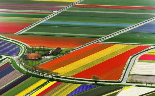 Tulip Fields The-Netherlands