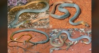 Demansia cyanochasma - newly discovered species of highly venomous whipsnake - Australia (where else?)