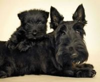 "Mother and Daughter" Aberdeen Terriers (Scottie Dogs)