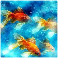 Goldfish Swim Free