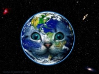 Cat world 🌏🐈