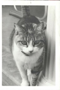 Calico Cat