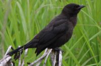 what kind of birds is this?