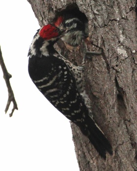 Nuttall's Woodpeckers, Father and Son, Horse Park Trail, Del Mar, California
