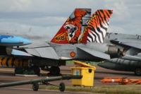 Tiger Hornet