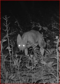 coyote