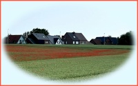 Poppies among the corn.  Klaprozen tussen het graan.