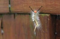 Tussock Moth Caterpillar 1