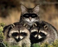 Undercover cat