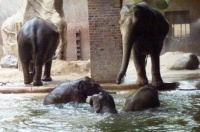 Three baby elephants bathing
