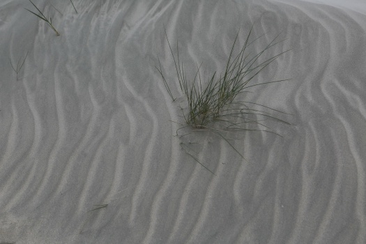 Blown sand, Silver Strand, WAW Ireland
