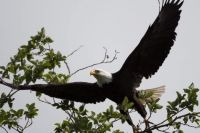 Bald Eagle