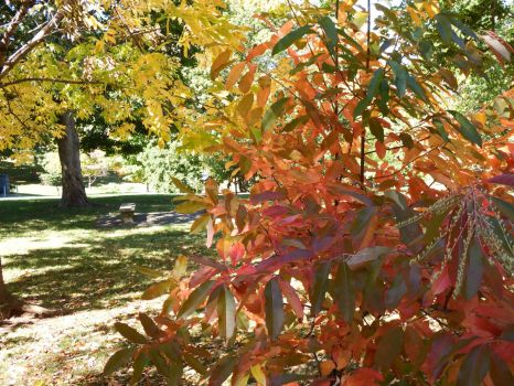 Fall Colors at Eastern Kentucky University